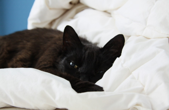 宠物APP开发如何实现利益Z大化? 宠物APP开发如何实现利益Z大化?